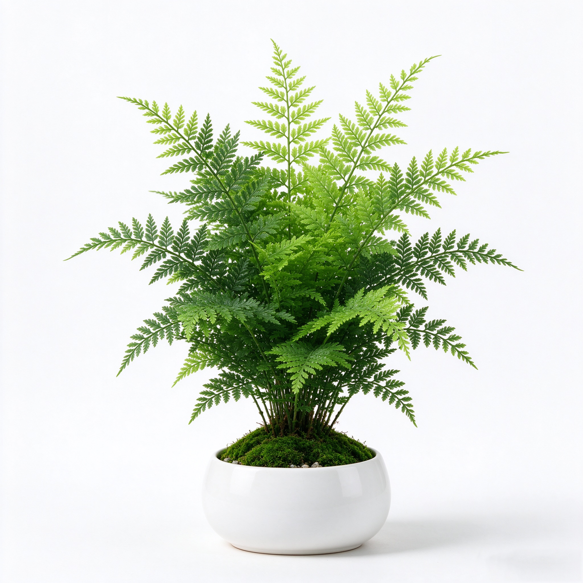 Artificial Green Fern in Round White Pot
