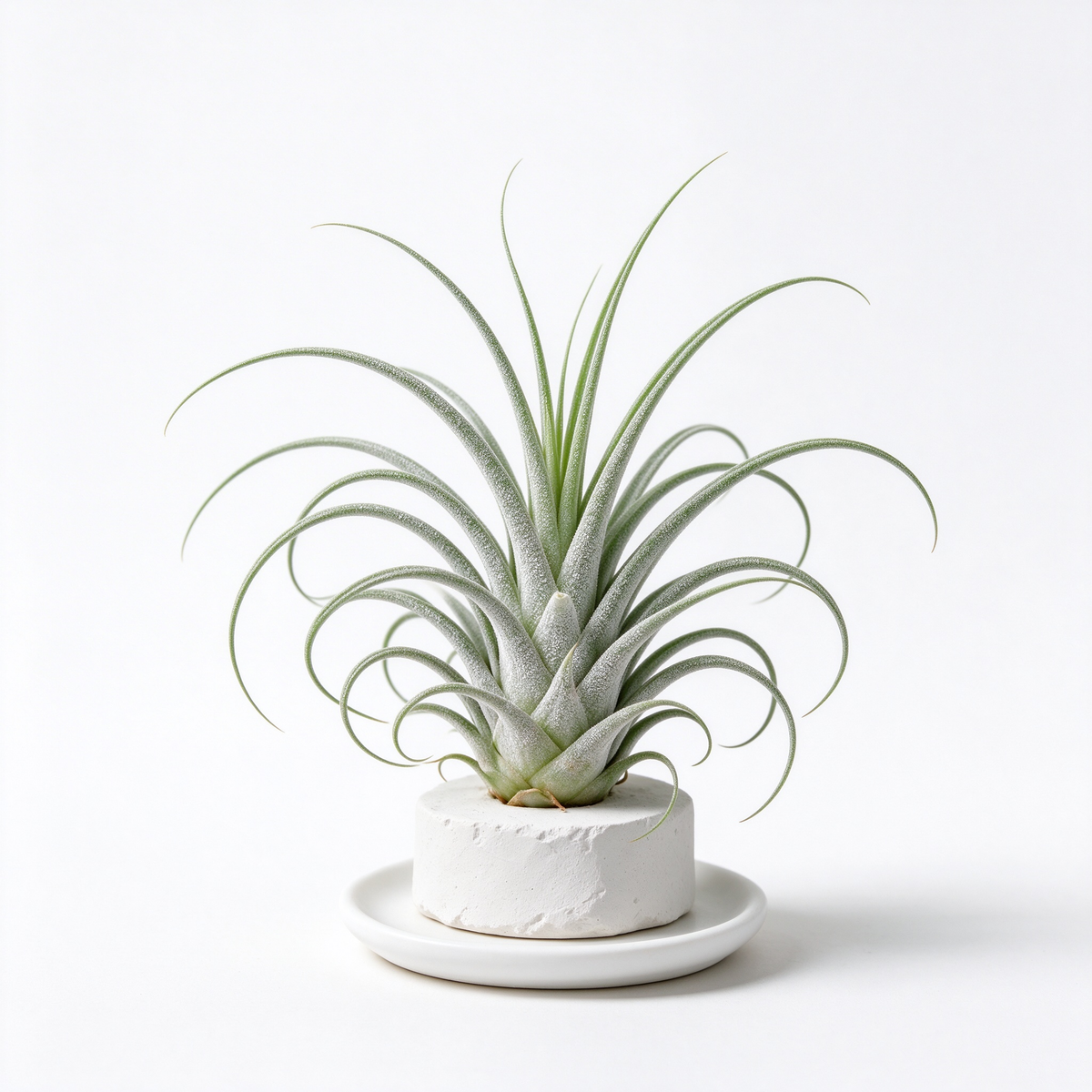 Artificial Air Plant with Stone Base
