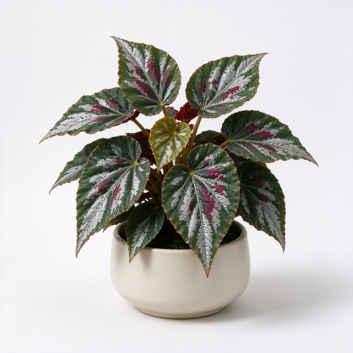 Artificial Variegated Begonia Potted Plant
