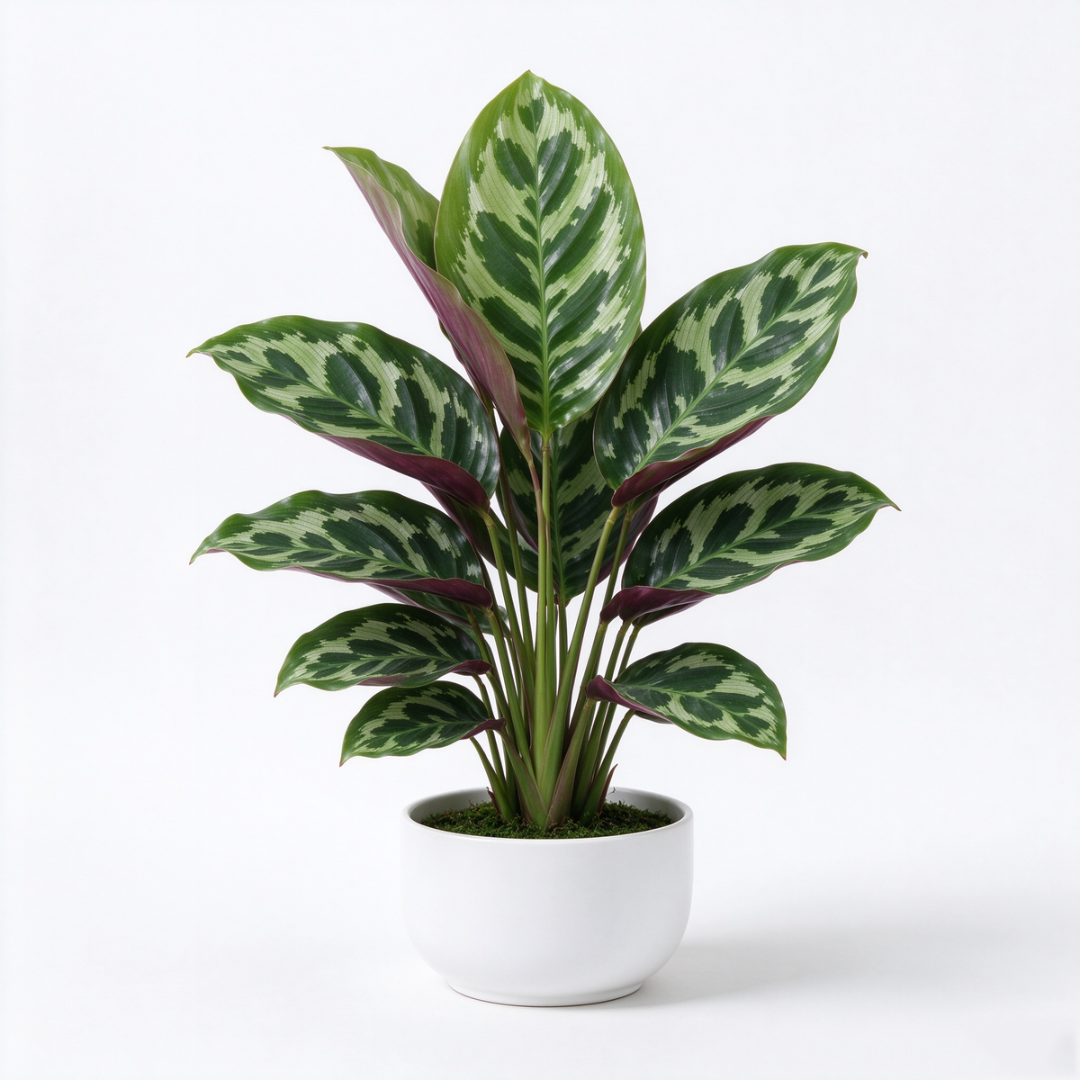 Artificial Calathea Potted Houseplant