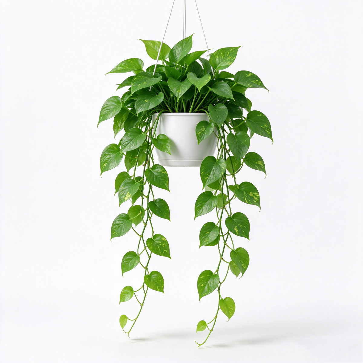 Hanging Artificial Pothos Plant